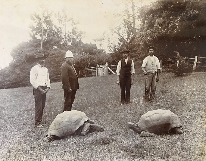 Jonathan circa 1886 in St Helena tcm25 561892 Jonathan the Tortoise, The Worlds Oldest Animal, Turns 190