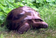 Jonathan the Tortoise, The World’s Oldest Animal, Turns 190