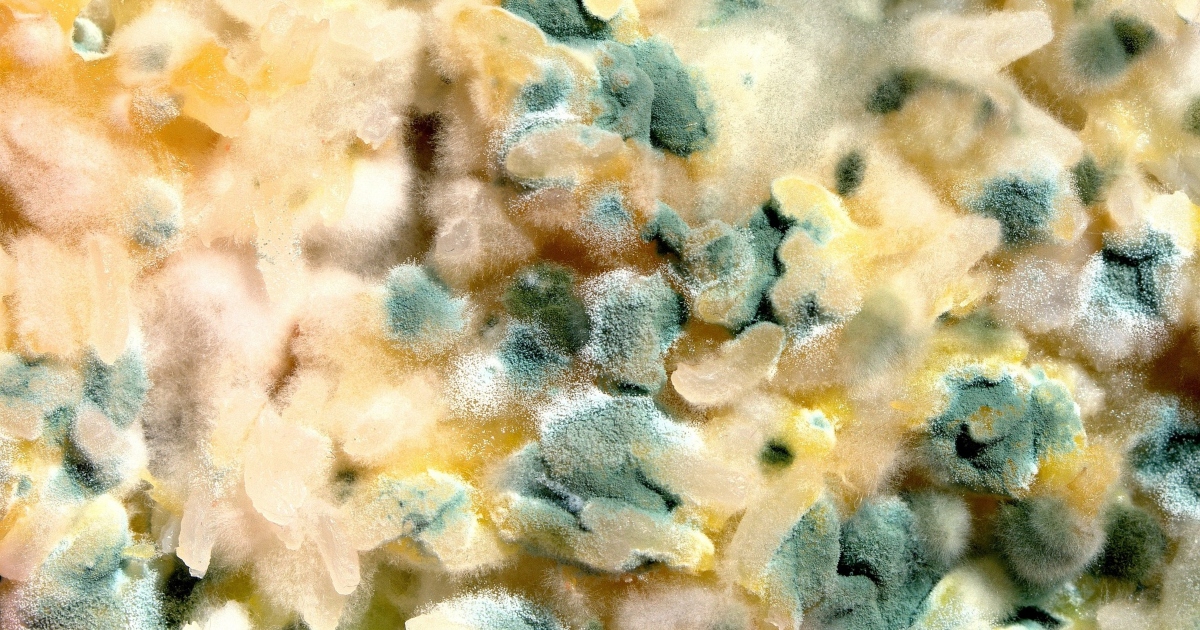 Mold featured image What is Common Household Mold and Why is it an Emerging Threat?