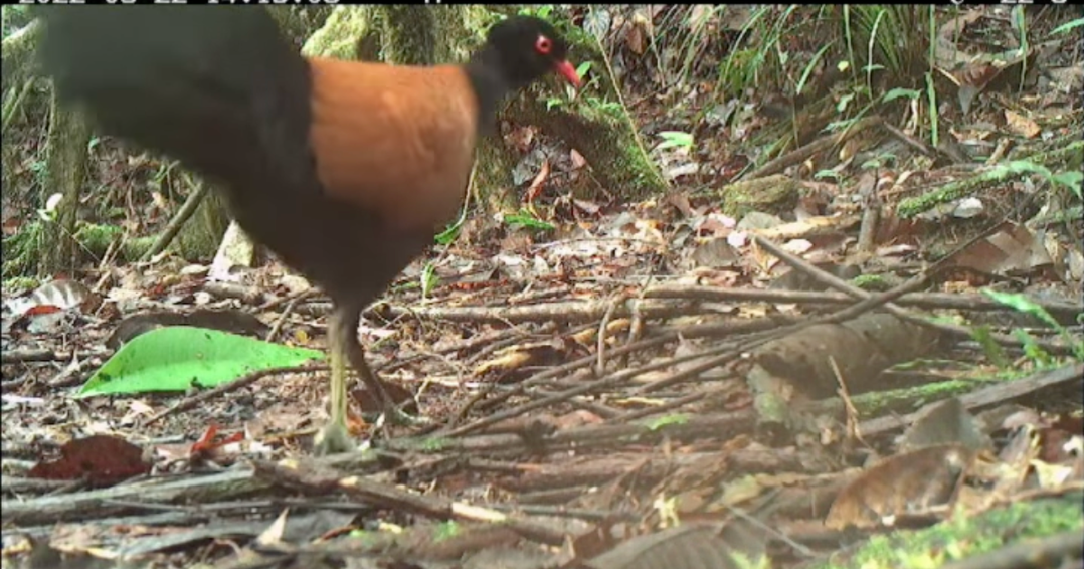 The Black-naped Pheasant-pigeon Has Been Unseen Since The Late 19th Century. And It Just Reappeared.