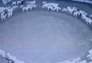 China Is Baffled by These Sheep Who Were Walking in Circles For 10 Days