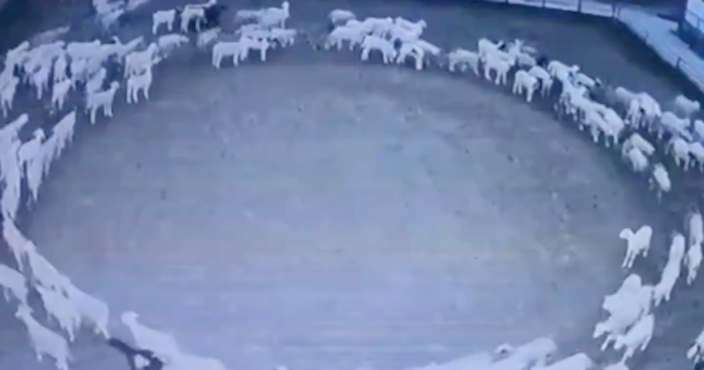 China Is Baffled by These Sheep Who Were Walking in Circles For 10 Days