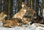 Why The Term “Alpha Male” Never Made Any Sense, Especially For Wolf Packs