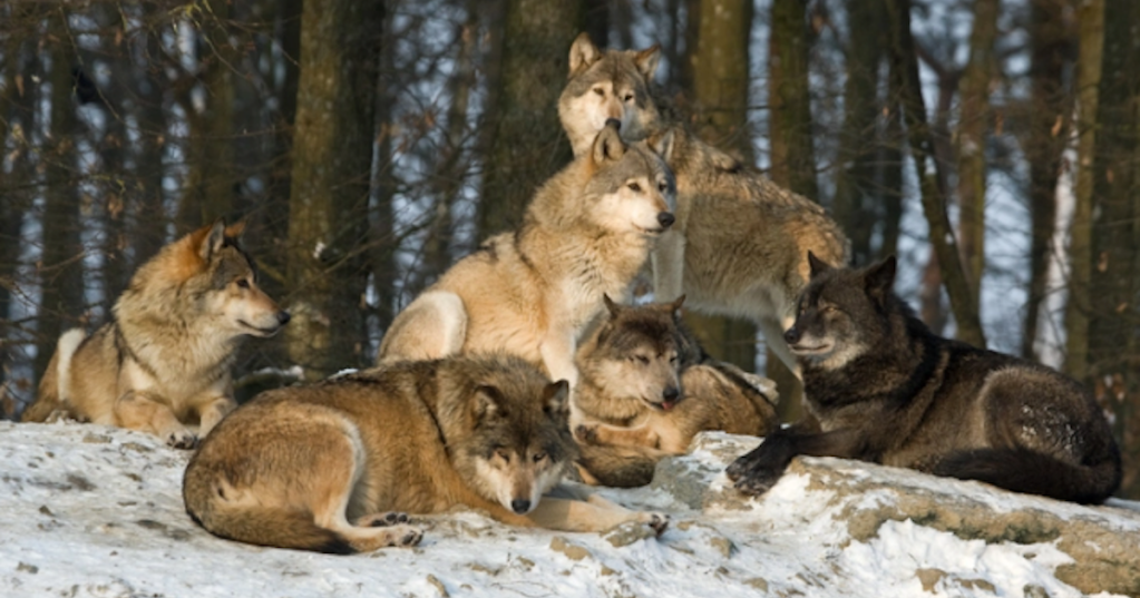 Why The Term "Alpha Male" Never Made Any Sense, Especially For Wolf Packs