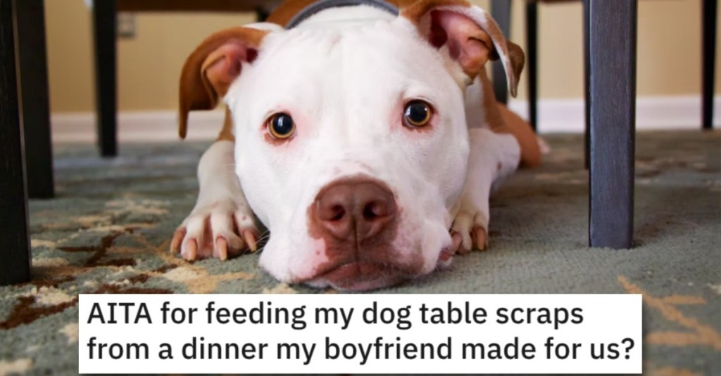 Was She Wrong to Feed the Dog the Food Her Boyfriend Made for Her? Here’s What People Said.