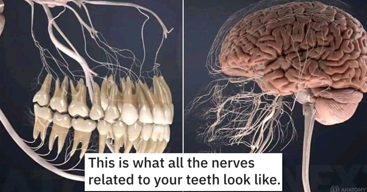 11 Fascinating Charts About the Human Body