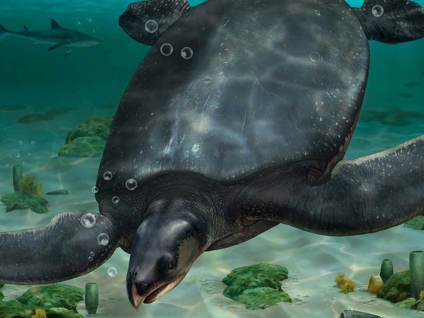  Archaeologists Have Discovered A Turtle The Size Of A Rhinoceros In Spain
