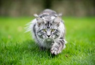 Science Confirms That Your Cat Should Not Go Outside Because They’re Destroying Native Species Population