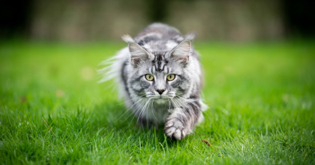 Science Confirms That Your Cat Should Not Go Outside Because They're Destroying Native Species Population
