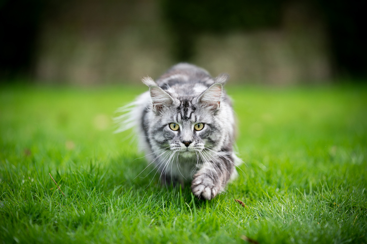 iStock 1214085422 Science Confirms That Your Cat Should Not Go Outside Because Theyre Destroying Native Species Population
