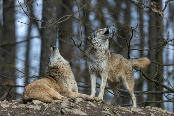 iStock 1324337232 Why The Term Alpha Male Never Made Any Sense, Especially For Wolf Packs