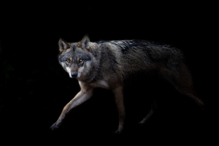 iStock 1362862791 Why The Term Alpha Male Never Made Any Sense, Especially For Wolf Packs
