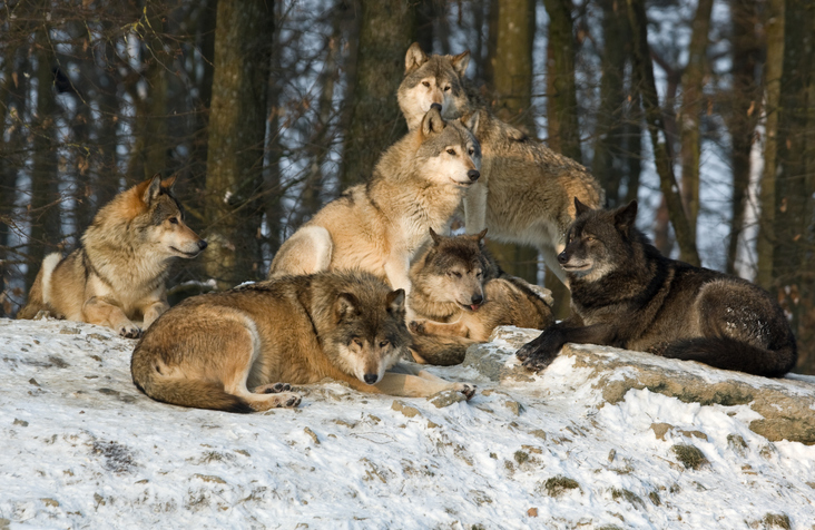 Alpha Wolf Pack