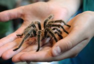 Certain Spider Species are Becoming Social and Smarter