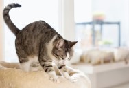 Why Cats Like To “Knead” With The Paws