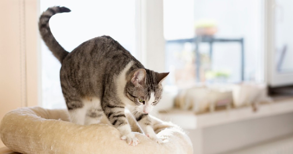 Why Cats Like To "Knead" With The Paws