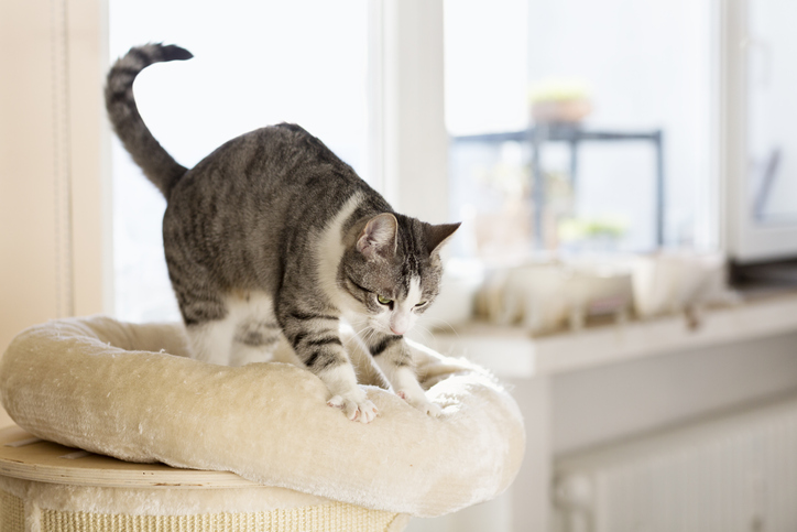 iStock 531075281 Why Cats Like To Knead With The Paws
