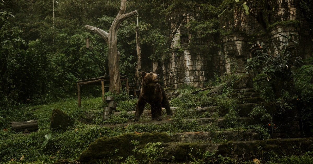 Bear camo add media Study Finds “Cinnamon Morph” Gene in Black Bears That Appear Brown