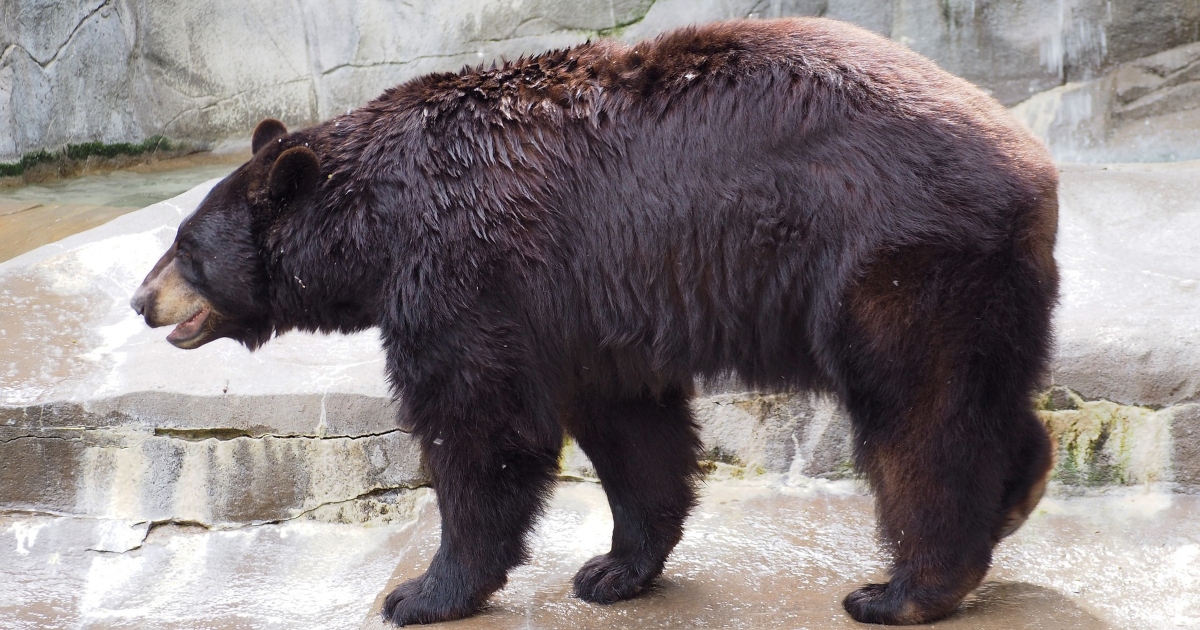 Black bear Featured Image Study Finds “Cinnamon Morph” Gene in Black Bears That Appear Brown