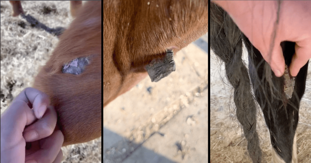 What's The Crusty Growth On the Back of Horses' Legs?