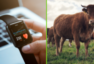 Smart Farms Are The Wave Of The Future And Cows Will Soon Be Wearing Smartwatches