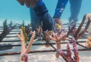 These Before and After Photos of Coral Reef Restoration Are Eye Opening