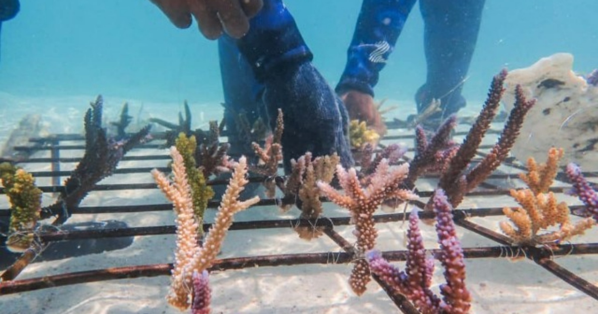 Coral nurseries add media These Before and After Photos of Coral Reef Restoration Are Eye Opening