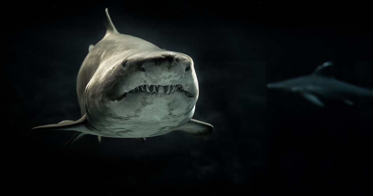 Great white shark featured image Why Great White Sharks and Aquariums Don’t Mix