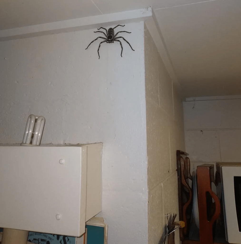 Australian Family had Giant Spider as a Roommate for a Year And They Share  Their Thoughts » TwistedSifter