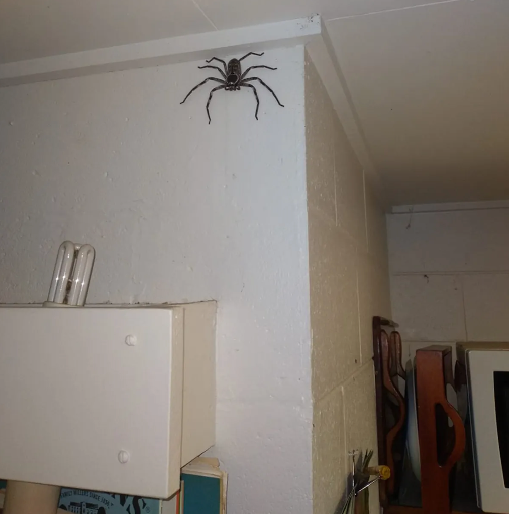 It is spider season in Australia!