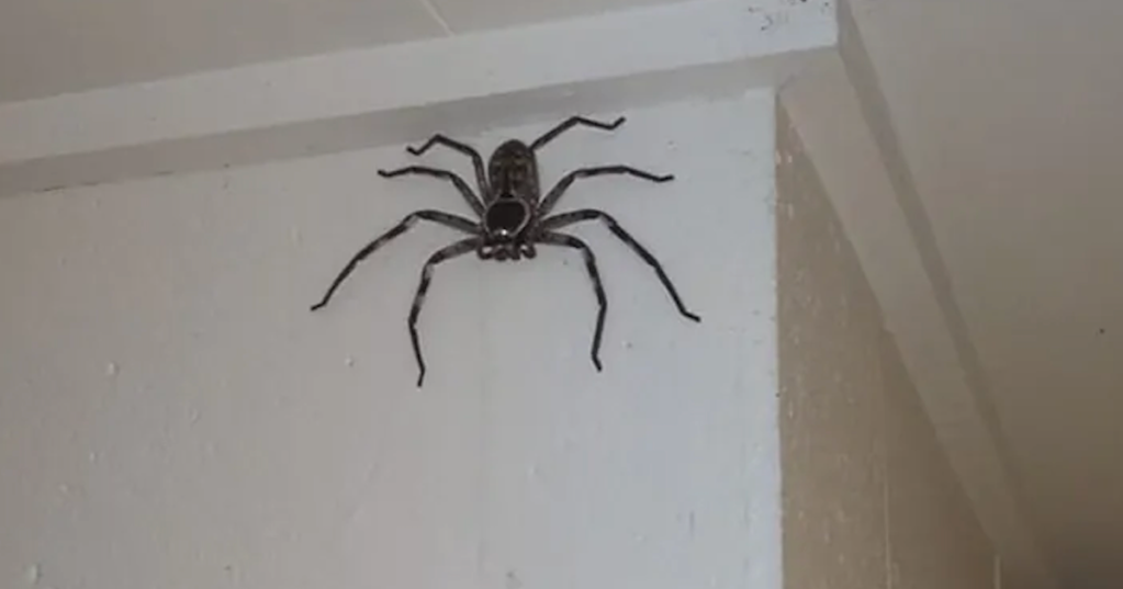 Australian Family had Giant Spider as a Roommate for a Year And They Share Their Thoughts