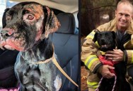 A Dog Burned in a House Fire Was Adopted by a Firefighter