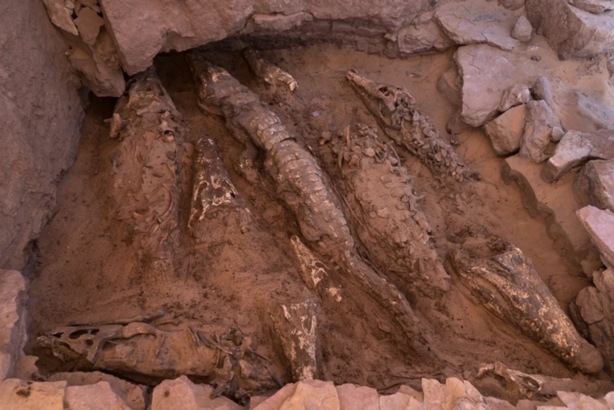  No One Expected To Find Giant Mummified Crocodiles In Egyptian Tombs In Such Good Shape