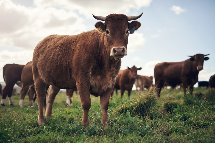 iStock 1303666715 1 Smart Farms Are The Wave Of The Future And Cows Will Soon Be Wearing Smartwatches