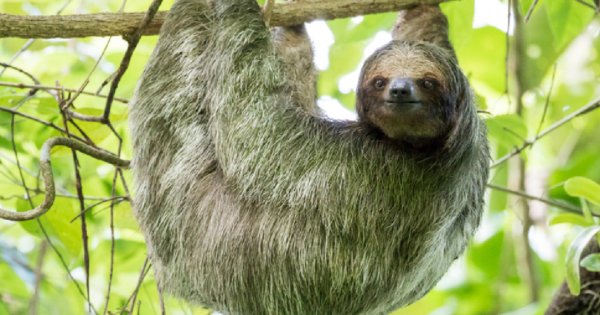 Why You Won't Find A Single Green Mammal » TwistedSifter