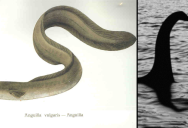 Could “Super” Eels Explain The Loch Ness Monster?