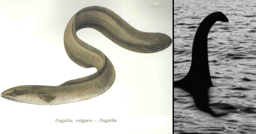 Could "Super" Eels Explain The Loch Ness Monster?