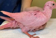 Tragic Pigeon “Flamingo” Is Cautionary Tale About Domestic Birds
