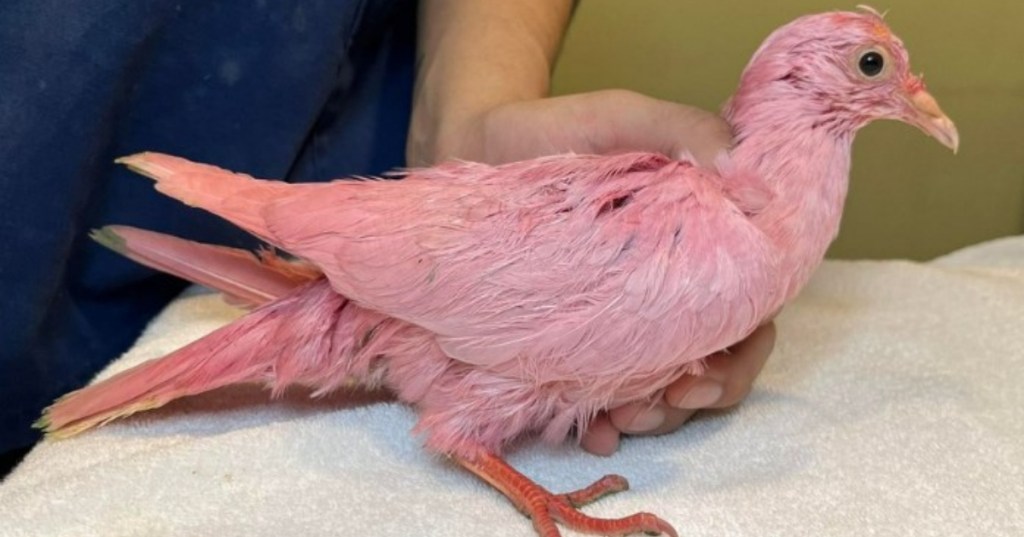 Tragic Pigeon "Flamingo" Is Cautionary Tale About Domestic Birds