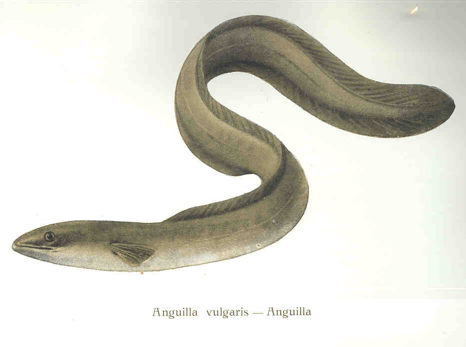 FMIB 35739 Anguilla vulgaris   Anguilla Could Super Eels Explain The Loch Ness Monster?