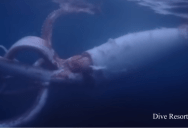These Japanese Divers Came Face-To-Face With A Giant Squid