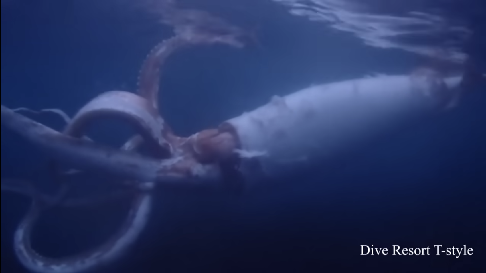 Screen Shot 2023 02 04 at 1.25.51 PM These Japanese Divers Came Face To Face With A Giant Squid