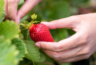Think Those White Dots On Your Strawberries Are Seeds? Think Again.
