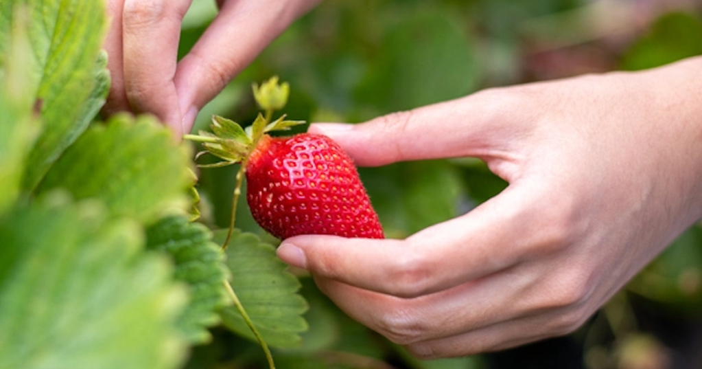 Think Those White Dots On Your Strawberries Are Seeds? Think Again.