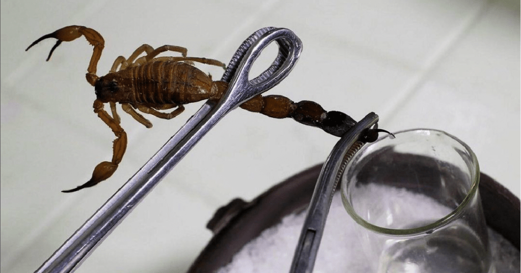 The Most Expensive Liquid In The World Is Scorpion Venom. Here's Why.