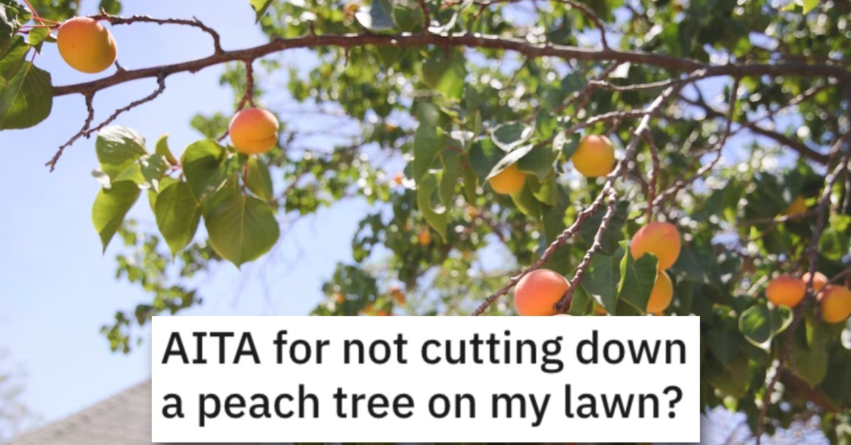 Is He Wrong for Not Cutting Down a Peach Tree in His Yard? People Shared Their Thoughts.