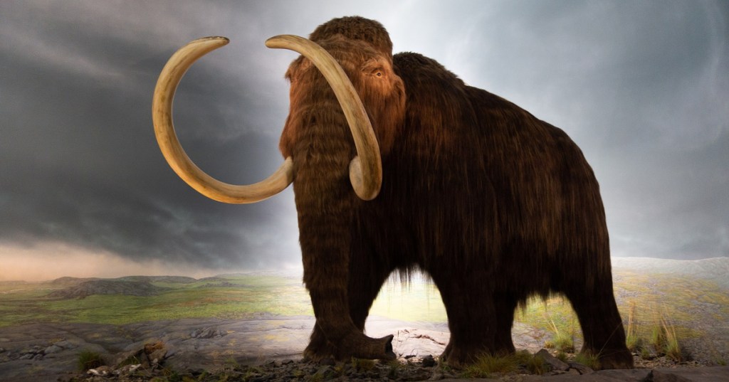 Want To See A Live Woolly Mammoth? Scientists Say They'll Have One In Four Short Years