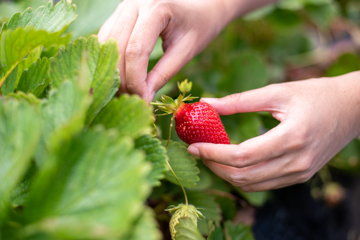 iStock 1298054149 Think Those White Dots On Your Strawberries Are Seeds? Think Again.