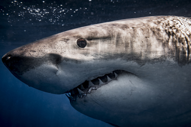 iStock 1301666182 Why Youll Never See A Great White Shark In An Aquarium