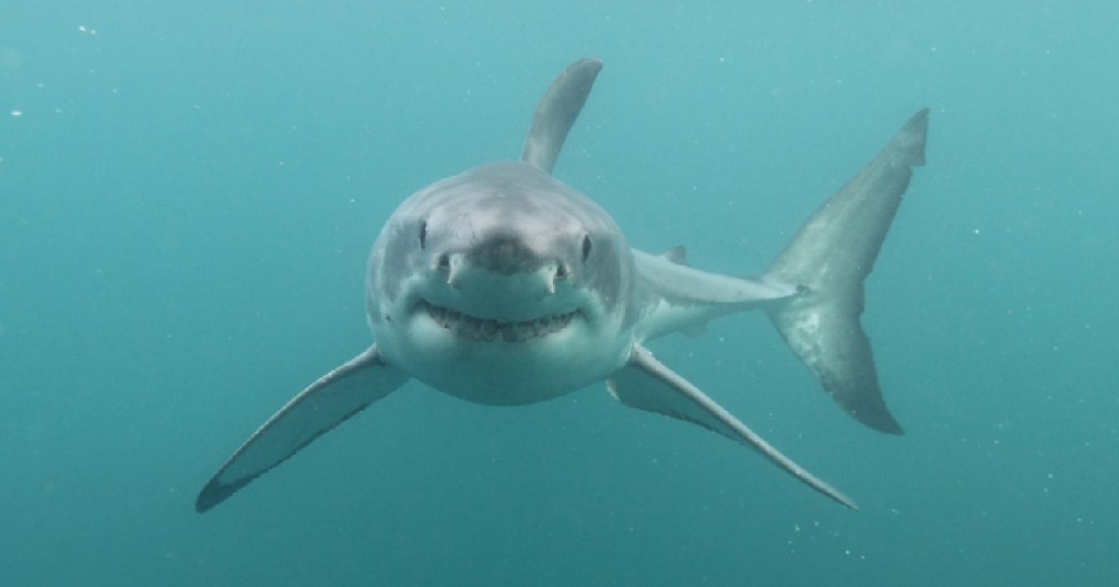 Why You'll Never See A Great White Shark In An Aquarium